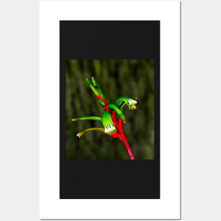 Kangaroo Paw Posters and Art